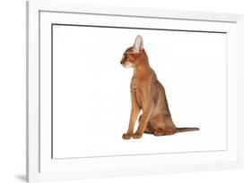 Abyssinian Cat-Fabio Petroni-Framed Photographic Print