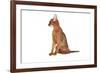 Abyssinian Cat-Fabio Petroni-Framed Photographic Print