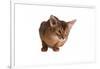 Abyssinian Cat-Fabio Petroni-Framed Photographic Print