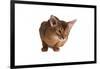 Abyssinian Cat-Fabio Petroni-Framed Photographic Print