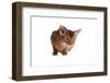 Abyssinian Cat-Fabio Petroni-Framed Photographic Print