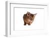 Abyssinian Cat-Fabio Petroni-Framed Photographic Print