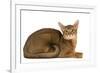 Abyssinian Cat-null-Framed Photographic Print