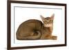 Abyssinian Cat-null-Framed Photographic Print