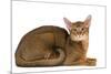 Abyssinian Cat-null-Mounted Photographic Print
