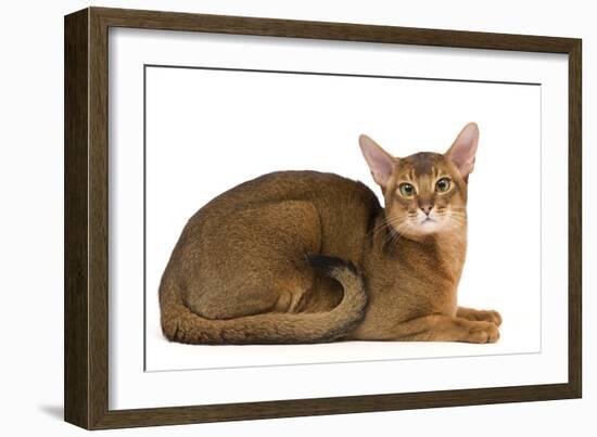 Abyssinian Cat-null-Framed Photographic Print