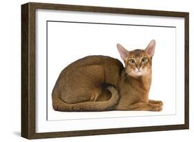 Abyssinian Cat-null-Framed Photographic Print