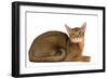 Abyssinian Cat-null-Framed Photographic Print