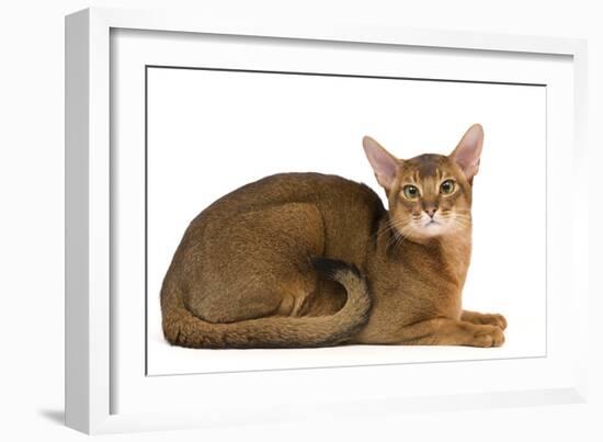 Abyssinian Cat-null-Framed Photographic Print