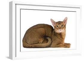 Abyssinian Cat-null-Framed Photographic Print