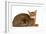 Abyssinian Cat-null-Framed Photographic Print