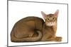 Abyssinian Cat-null-Mounted Photographic Print