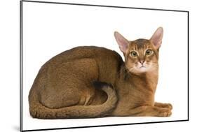 Abyssinian Cat-null-Mounted Photographic Print