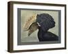 Abyssinian Crested Hornbill-null-Framed Giclee Print