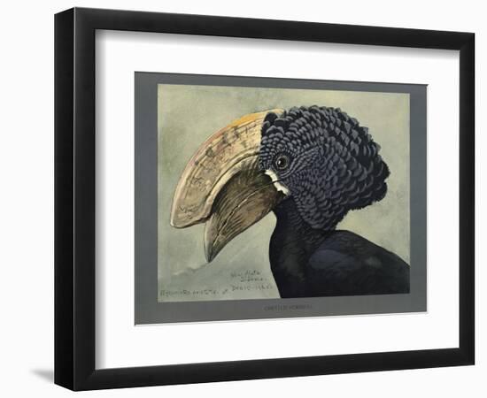 Abyssinian Crested Hornbill-null-Framed Giclee Print