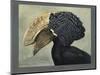 Abyssinian Crested Hornbill-null-Mounted Giclee Print