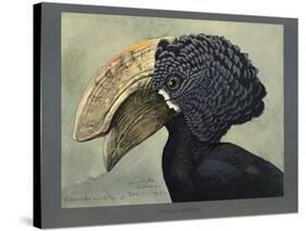 Abyssinian Crested Hornbill-null-Stretched Canvas