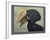 Abyssinian Crested Hornbill-null-Framed Giclee Print