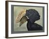 Abyssinian Crested Hornbill-null-Framed Giclee Print