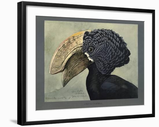 Abyssinian Crested Hornbill-null-Framed Giclee Print