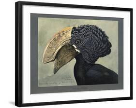 Abyssinian Crested Hornbill-null-Framed Giclee Print