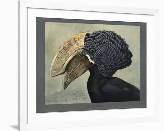 Abyssinian Crested Hornbill-null-Framed Giclee Print