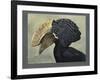 Abyssinian Crested Hornbill-null-Framed Giclee Print