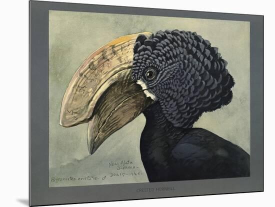 Abyssinian Crested Hornbill-null-Mounted Giclee Print