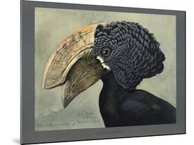 Abyssinian Crested Hornbill-null-Mounted Giclee Print