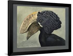 Abyssinian Crested Hornbill-null-Framed Giclee Print