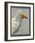 Abyssinian Egyptian Vulture-null-Framed Giclee Print