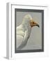 Abyssinian Egyptian Vulture-null-Framed Giclee Print