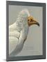 Abyssinian Egyptian Vulture-null-Mounted Giclee Print