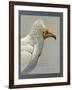 Abyssinian Egyptian Vulture-null-Framed Giclee Print
