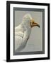 Abyssinian Egyptian Vulture-null-Framed Giclee Print