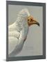 Abyssinian Egyptian Vulture-null-Mounted Giclee Print