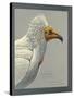 Abyssinian Egyptian Vulture-null-Stretched Canvas