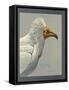 Abyssinian Egyptian Vulture-null-Framed Stretched Canvas