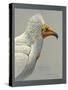 Abyssinian Egyptian Vulture-null-Stretched Canvas