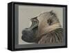 Abyssinian Gelda Baboon-null-Framed Stretched Canvas