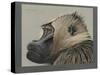 Abyssinian Gelda Baboon-null-Stretched Canvas