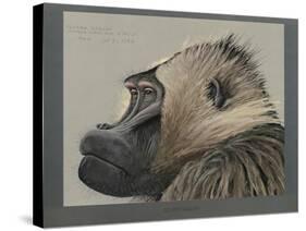 Abyssinian Gelda Baboon-null-Stretched Canvas