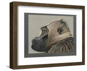 Abyssinian Gelda Baboon-null-Framed Giclee Print