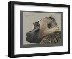 Abyssinian Gelda Baboon-null-Framed Giclee Print