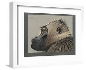 Abyssinian Gelda Baboon-null-Framed Giclee Print