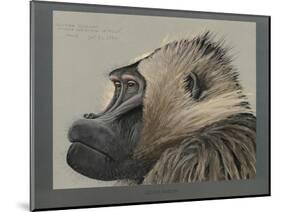 Abyssinian Gelda Baboon-null-Mounted Giclee Print