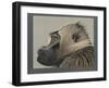 Abyssinian Gelda Baboon-null-Framed Giclee Print