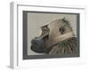 Abyssinian Gelda Baboon-null-Framed Giclee Print