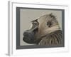 Abyssinian Gelda Baboon-null-Framed Giclee Print