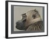 Abyssinian Gelda Baboon-null-Framed Giclee Print